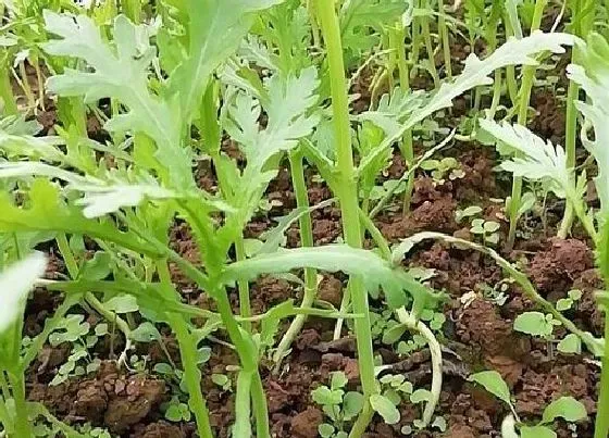 植物播种|茼蒿怎么留种子 种子播种与种植方法