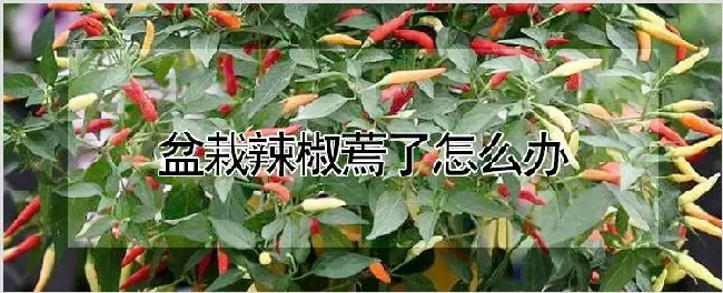 盆栽辣椒蔫了怎么办 | 种植技术