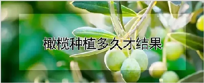 橄榄种植多久才结果 | 种植资料