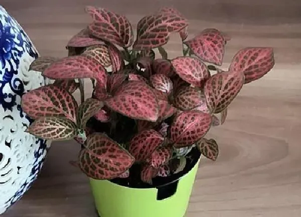 植物浇水|网纹草几天浇一次水 春夏秋冬各不同