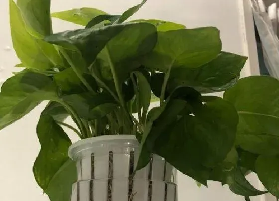 种植管理|植物摘心打顶时间与方法