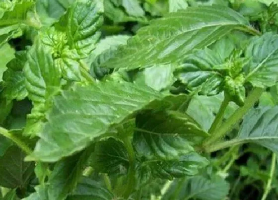 植物产地|烧仙草是哪里的特产