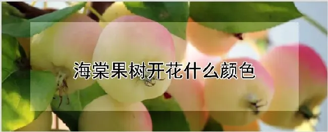 海棠果树开花什么颜色 | 养殖技术