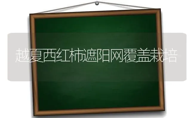 越夏西红柿遮阳网覆盖栽培 | 蔬菜种植