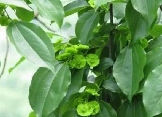 植物毒性|金钱树有毒吗 能在家里养吗