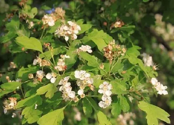 植物百科|山楂树耐阴吗