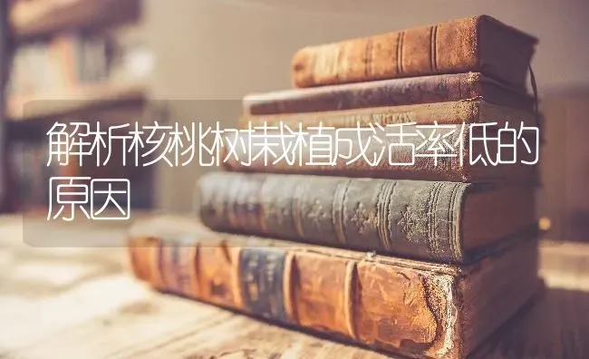 解析核桃树栽植成活率低的原因 | 瓜果种植