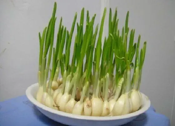 植物种类|不喜欢阳光的蔬菜有哪些 需要阳光少的蔬菜品种