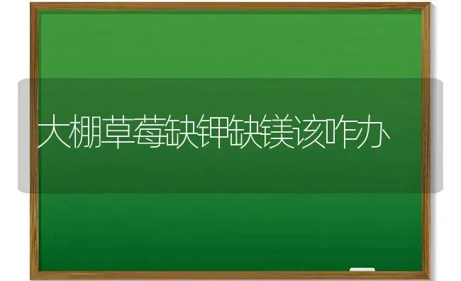 大棚草莓缺钾缺镁该咋办 | 瓜果种植