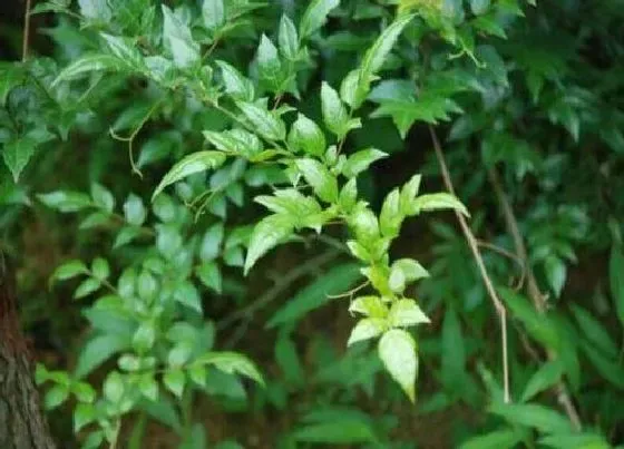 植物百科|藤茶是什么植物