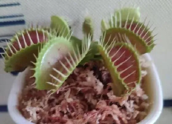 植物种类|捕蝇草是热带植物吗