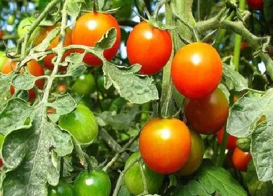 水果科普|西红柿是水果吗 属于水果还是蔬菜