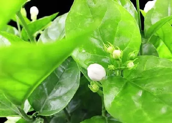 植物施肥|茉莉花用什么肥料好