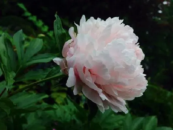 开花时间|芍药花几月份开花