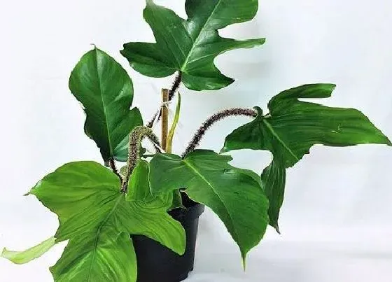 植物百科|和马蹄莲很像的花