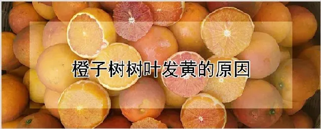 橙子树树叶发黄的原因 | 农业科普