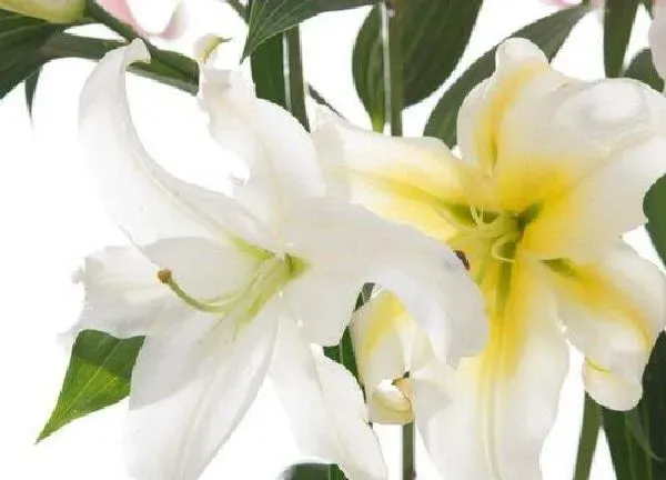 植物浇水|百合多久浇一次水比较好 需要每天浇水吗