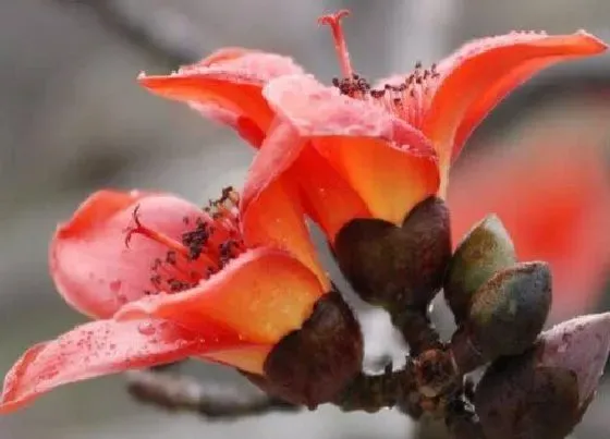 花卉百科|广州的市花是什么花 木棉花的花语与寓意