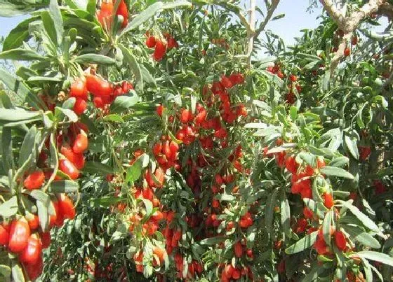 植物香味|枸杞是什么味道才是真的 宁夏枸杞的味道如何