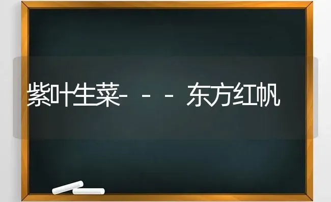 紫叶生菜---东方红帆 | 蔬菜种植