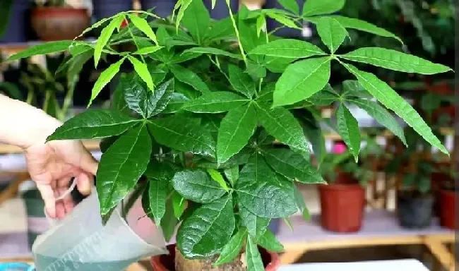 植物施肥|发财树施什么肥料好长得最快最茂盛，浇什么肥可枝叶旺盛）