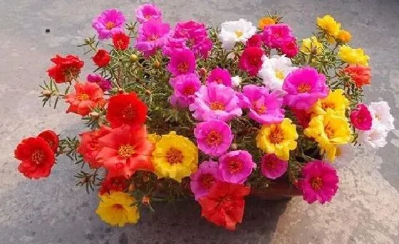 开花时间|牡丹吊兰一年开几次花 花期月份与时间