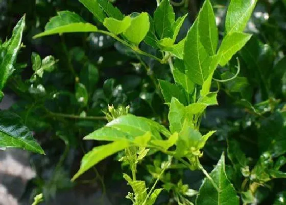 植物百科|藤茶是什么植物