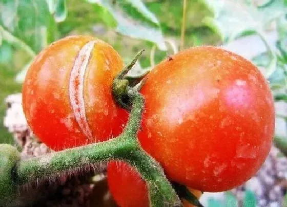 果实诊疗|番茄裂果怎么办