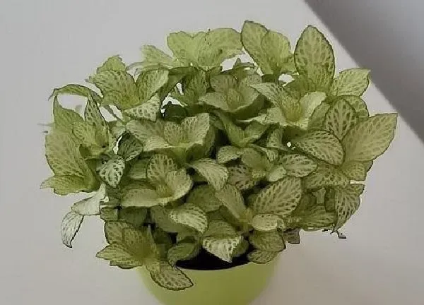 植物浇水|网纹草几天浇一次水 春夏秋冬各不同