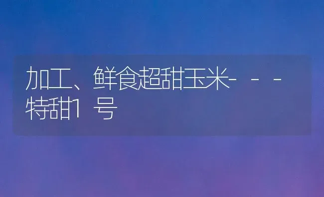 加工、鲜食超甜玉米---特甜1号 | 粮油作物种植