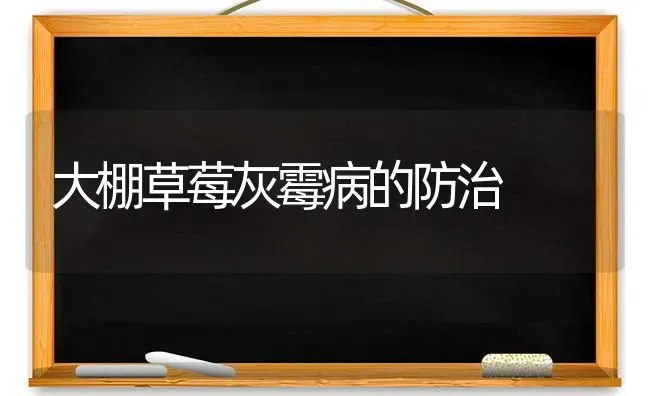 大棚草莓灰霉病的防治 | 瓜果种植