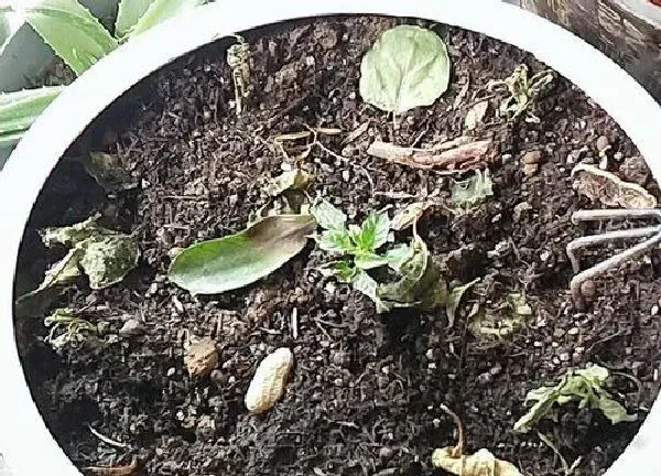 植物发芽|辣椒种子几天发芽