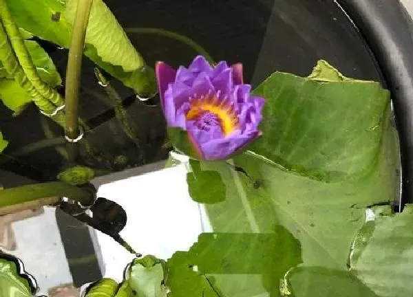 养殖科普|碗莲喜阴还是喜阳