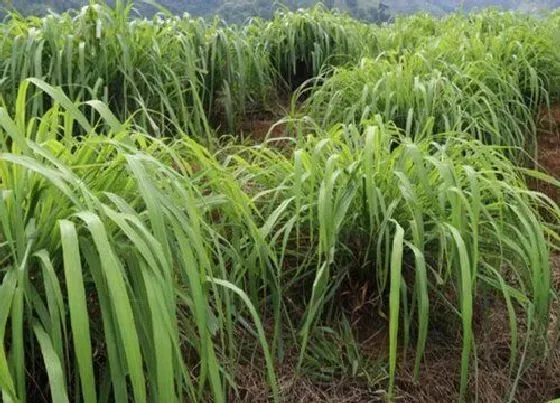 植物百科|喜事草又叫什么草