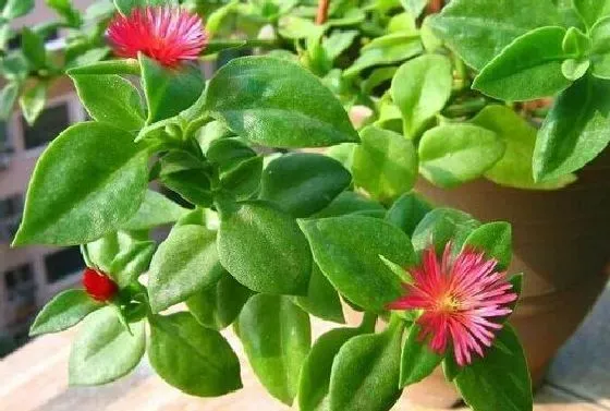 开花时间|牡丹吊兰一年开几次花 花期月份与时间