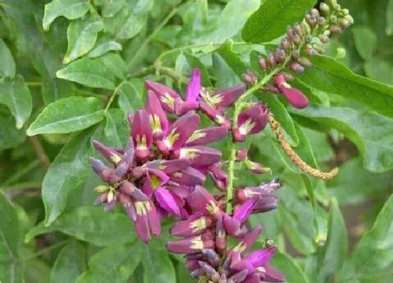 植物百科|鸡血藤生长在什么地方 生长环境与特征