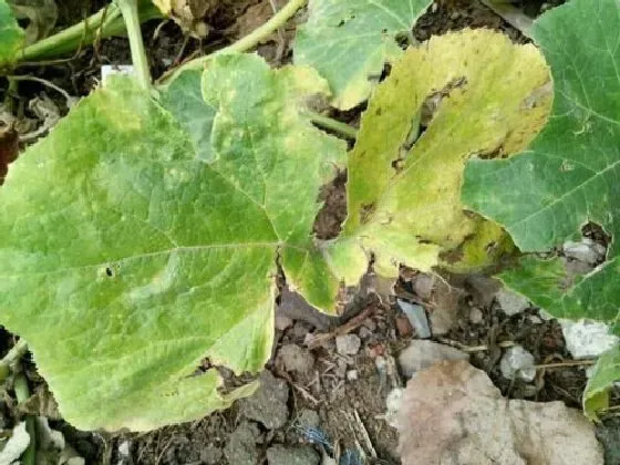 植物病害|南瓜病毒病症状与防治方法 用什么特效药好
