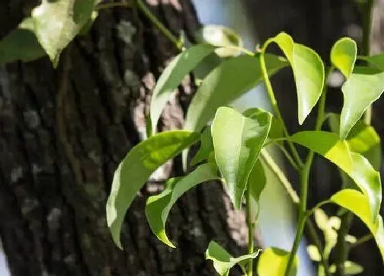 种植位置|家里可以种樟树吗