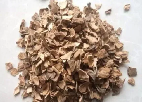 种植土壤|核桃壳可以做花土吗 核桃壳种花处理方法