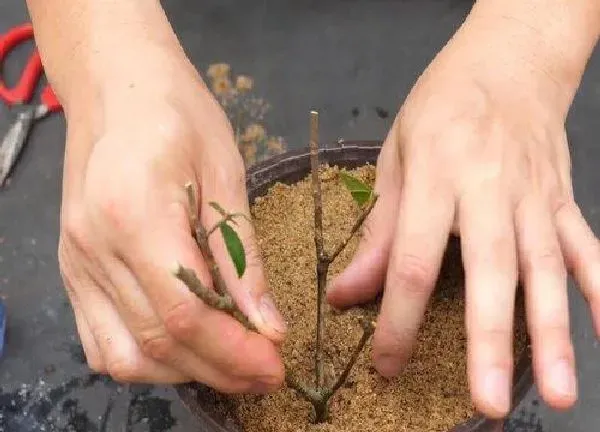 植物扦插|枙子花几月份扦插最好