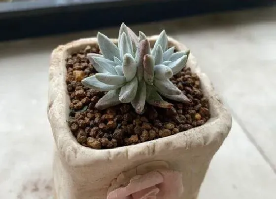 植物寓意|多肉开花预示着什么意思