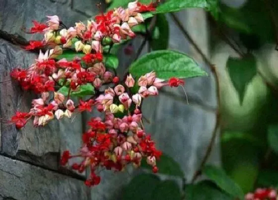 送花|看病人送什么花合适 看望病人买什么鲜花好