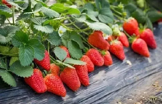 种植方法|四季草莓怎么种植 高产种植技术与管理方法