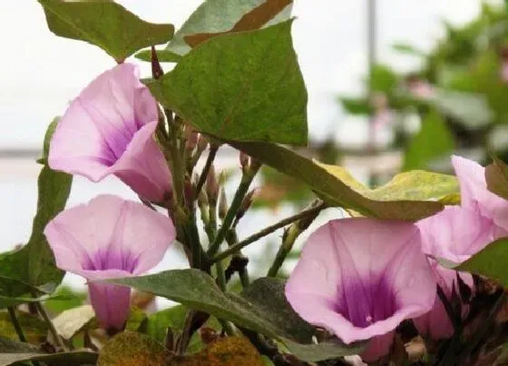 植物百科|山芋开花吗 开花在什么时候