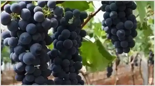 夏黑葡萄什么时候保果最好？怎么保果 | 种植技术