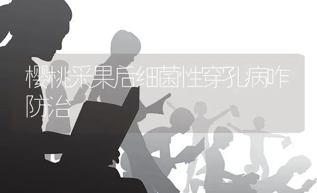 樱桃采果后细菌性穿孔病咋防治 | 瓜果种植