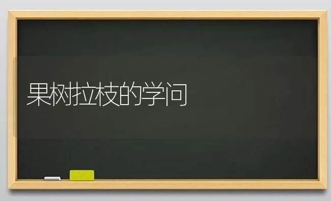 果树拉枝的学问 | 瓜果种植