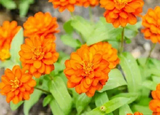 种植管理|百日草几月份种植最好 适合什么季节种