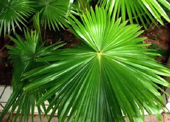 植物排行|大叶观赏植物有哪些