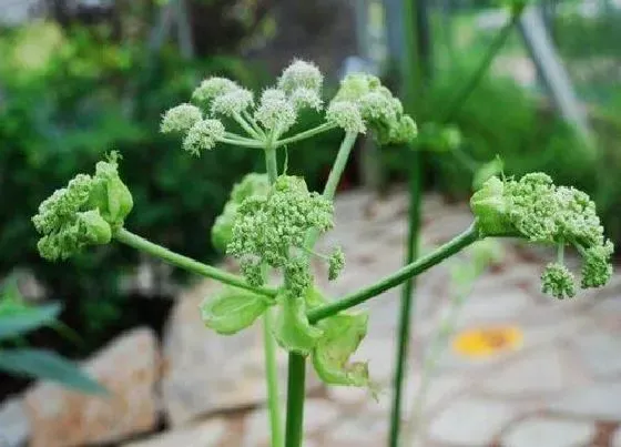 种植管理|当归什么时候种植最好